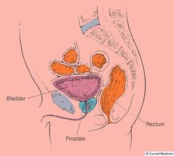 Lage der Prostata