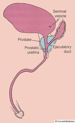 Querschnitt Prostata